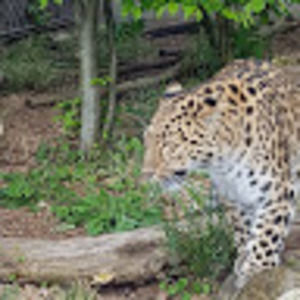 Meet your Posher, Mikado